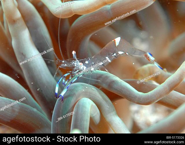 Anemone shrimp, Sabang Beach, Puerto Galera, Mindoro (Ancylomenes holthuisi) (Periclimenes holthuisi), in front of, Philippines, Asia