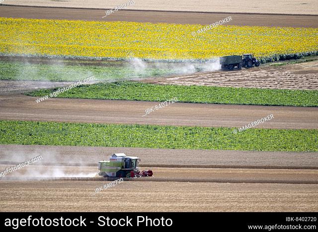 Agriculture, harvest with combine, grain field, Weinviertel, Hadres, Lower Austria, Austria, Europe