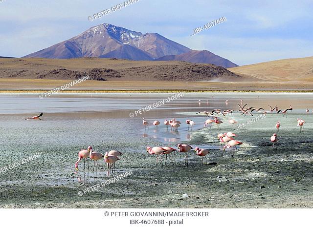 James's flamingos (Phoenicoparrus jamesi), Laguna Hedionda, lagoon route, Nor Lípez Province, Potosi Department, Bolivia