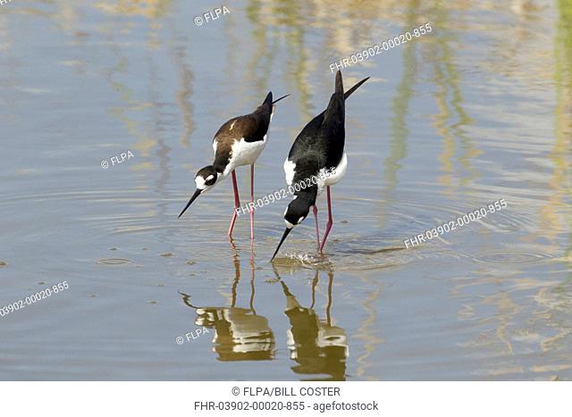 Black-necked Stilt Himantopus mexicanus adult pair, courtship display in water, South Padre Island, Texas, U S A , april