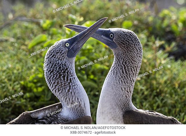 Blue-footed booby, Sula nebouxii, pair in courtship display on North Seymour Island, Galápagos, Ecuador