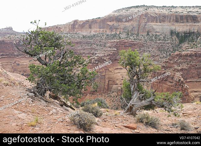 Colorado pinyon (Pinus edulis) at left and Utah juniper (Juniperus osteosperma) at right. Colorado pinyon is an evergreen small tree native to southwestern USA...