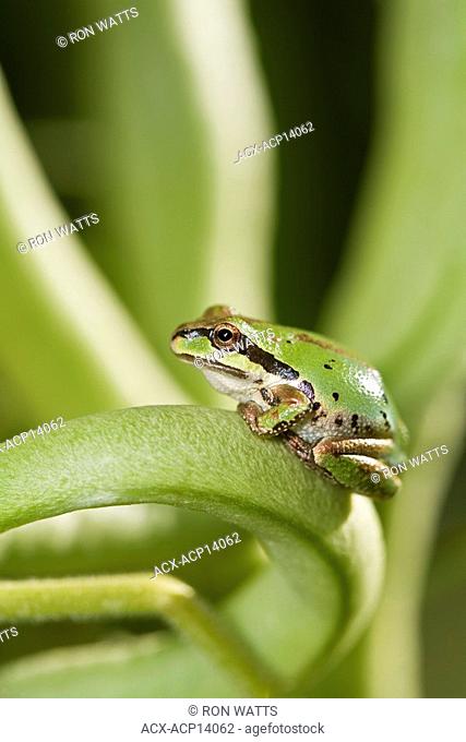 The Pacific Tree frog Hyla Regilla is quite common in B.C. They are small frogs, up to 5 centimetres long, and may be any colour from pale grey or tan to bronze...