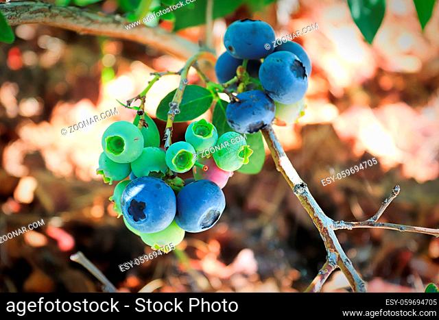 A branch of blueberries in various stages of maturity