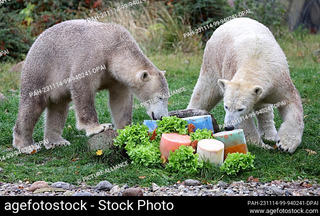 14 November 2023, Mecklenburg-Western Pomerania, Rostock: The polar bear twins Skadi (l-r) and Kaja receive ice cream cakes with fish