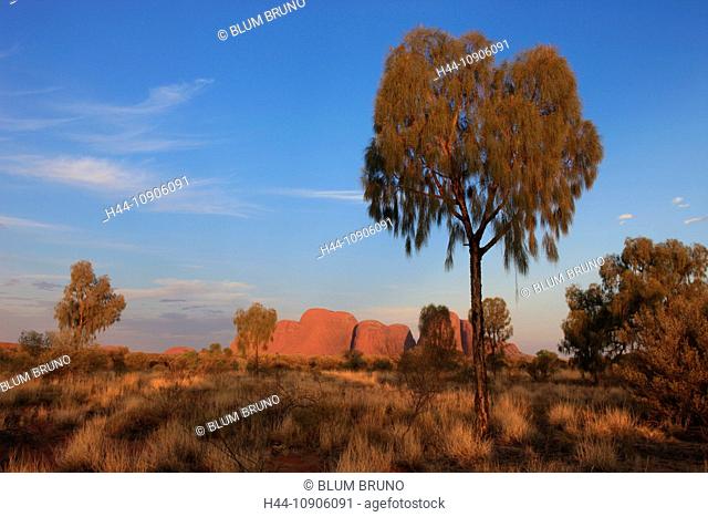 Olgas, Kata Tjuta, Australia, Central australia, Red Centre, down under, Uluru-Kata Tjuta National park, Desert Oak, Casuarina decaisneana, Ernest Giles, Anangu