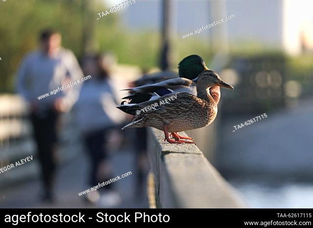 RUSSIA, KALININGRAD REGION - SEPTEMBER 24, 2023: Ducks are seen on a rail of a wooden walkway over water in the village of Yantarny. Yegor Aleyev/TASS