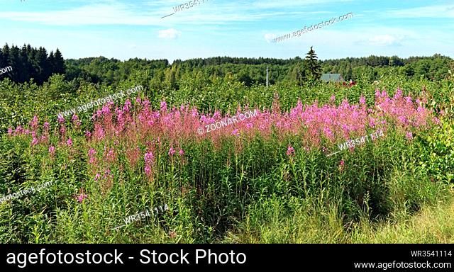 A tall will herb with pink flowers is called Ivan tea. This is a popular remedy for colds. Leaves are dried and brewed in boiling water