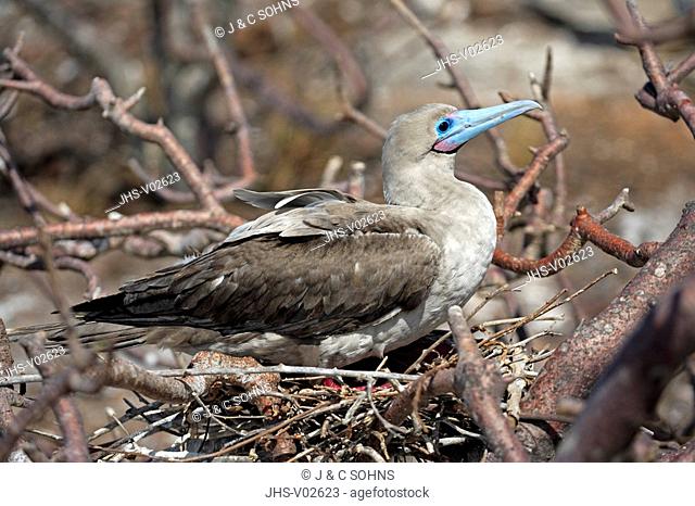Red Footed Booby, Sula sula, Galapagos Islands, Ecuador, adult, on nest