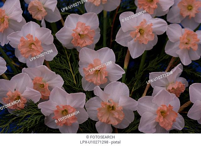 closeup of bicoloured daffodils, white and pink