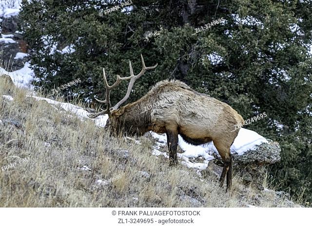 Bull elk (Cervus canadensis) grow antlers for the fall mating season and keep them through the winter, they fall off for the new yearâ. . s growth