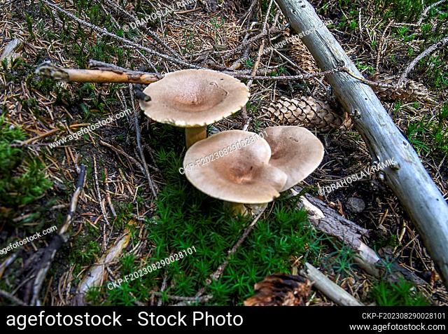 Club-foot, club-footed clitocybe (Ampulloclitocybe clavipes) in forest near Visalaje, Czech Republic, August 25, 2023. (CTK Photo/Drahoslav Ramik)
