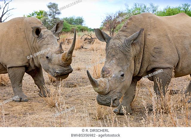 white rhinoceros, square-lipped rhinoceros, grass rhinoceros (Ceratotherium simum), two rhinoceroses standing together in the savannah, Namibia