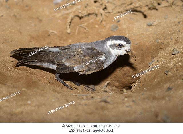 White-faced Storm Petrel, Adult, Nest, Boavista, Cape Verde (Pelagodroma marina)
