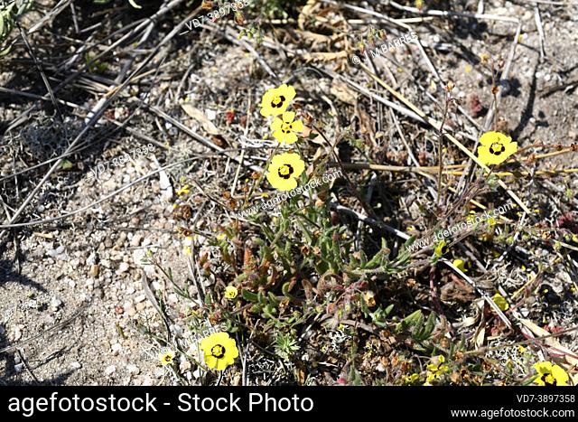 Annual rock-rose (Tuberaria guttata or Helianthemum guttatum) is an annual plant native to central and southern Europe and northern Africa