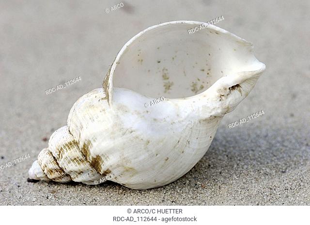 Common Whelk shell Netherlands Buccinum undatum
