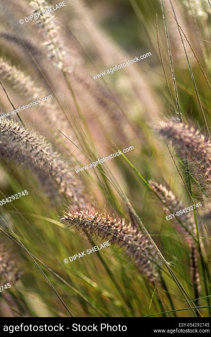 Fountain Grass Ornamental Plant in Garden with soft focus background