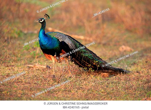 Indian peafowl (Pavo cristatus), adult male, alert, Bundala National Park, Sri Lanka