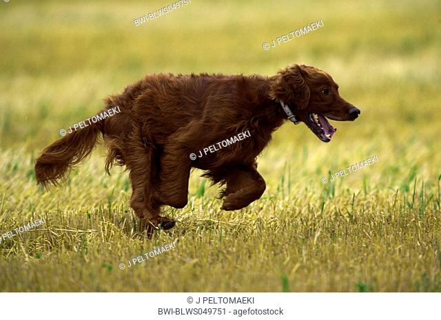Irish Red Setter, Irish Setter Canis lupus f. familiaris, running over stubble field