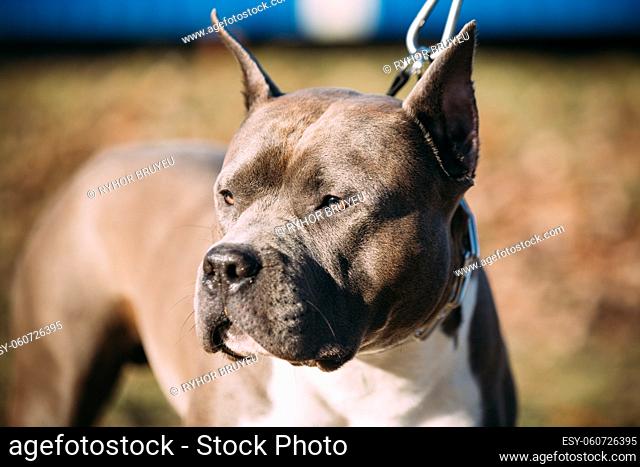 Close Up Of Beautiful Dog American Staffordshire Terrier Outdoor