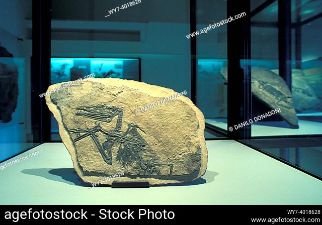 eudimorphodon ranzii: fossils at the museum, bergamo, italy