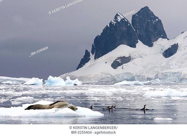 Leopard Seal (Hydrurga leptonyx), male, sleeping on an ice floe, and Gentoo Penguins (Pygoscelis papua) swimming in the water
