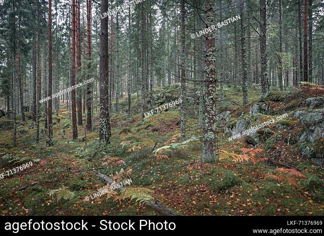 Forest in Tiveden National Park in Sweden
