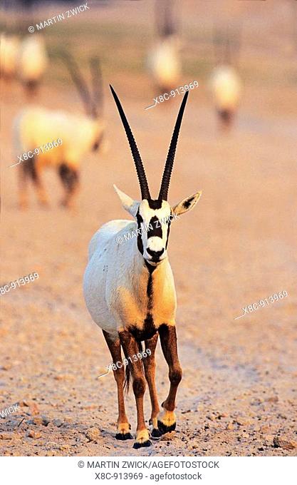 Arabian Oryx Oryx leucoryx on Sir Bani Yas Island, United Arab Emirates, April 2001