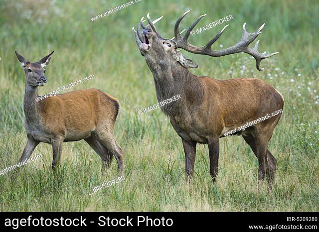 Red deer (Cervus elaphus) male and female, Denmark, Europe