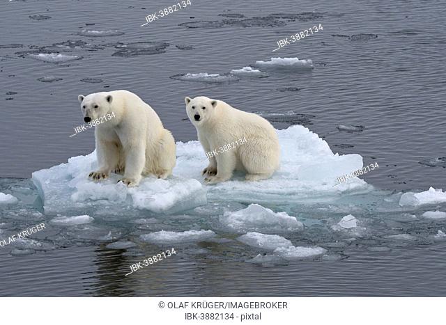 Polar Bears (Ursus maritimus), female and juvenile on an ice floe in the pack ice, Spitsbergen Island, Svalbard Archipeligo, Svalbard and Jan Mayen, Norway