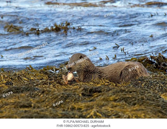 European Otter Lutra lutra adult, feeding on Father Lasher Myoxocephalus scorpius, on seaweed in coastal strait, Islay Sound, Islay, Inner Hebrides, Scotland