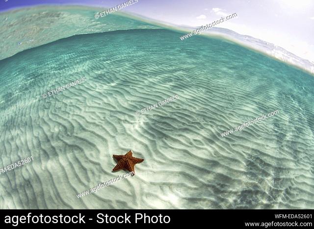 Red Cushion Starfish in Lagoon, Oreaster reticulatus, Turneffe Atoll, Caribbean, Belize