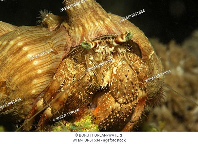 Anemone Hermit Crab, Dardanus diogenes, Fury Shoals, Marsa Alam, Red Sea, Egypt