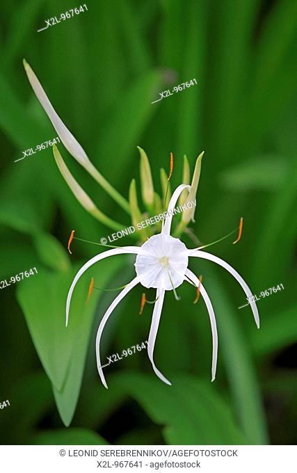 Spider lily  Scientific name: Hymenocallis littoralis  Bintan island, Indonesia