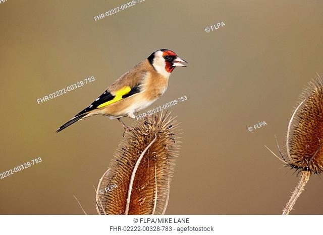 European Goldfinch (Carduelis carduelis) adult, feeding on seeds from teasel seedhead, Warwickshire, England, January