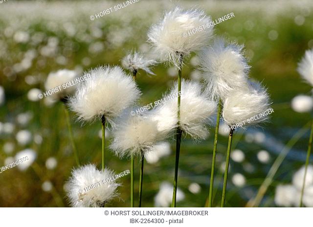 Hare's-tail Cottongrass, Tussock Cottongrass or Sheathed Cottonsedge (Eriophorum vaginatum), Grundbeckenmoor near Rosenheim, alpine upland, Bavaria, Germany