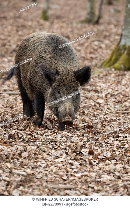 Wild boar (Sus scrofa), wild sow, wildlife park, Vulkaneifel district, Eifel region, Rhineland-Palatinate, Germany, Europe