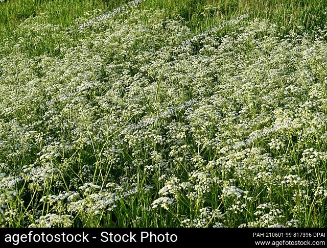 31 May 2021, Brandenburg, Sieversdorf: Meadow chervil (Anthriscus sylvestris) blooms at the edge of a field. Photo: Patrick Pleul/dpa-Zentralbild/ZB