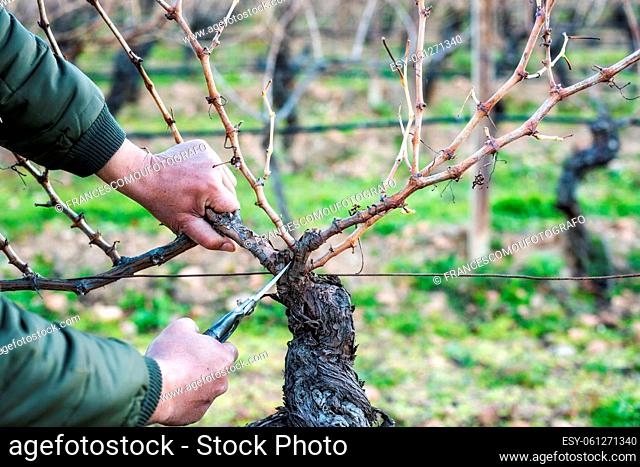 Close-up of a winegrower hand. Prune the vineyard with professional steel scissors. Traditional agriculture. Winter pruning, Guyot method