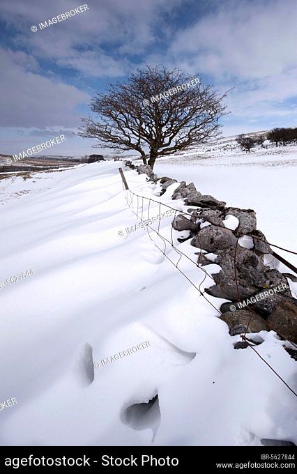View of snow drifts behind a dry stone wall, with solitary hawthorn tree, Cumbria, England, United Kingdom, Europe