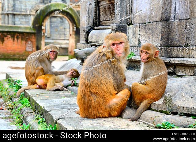 Family of wild monkeys sitting in the old Hindu temple ruins