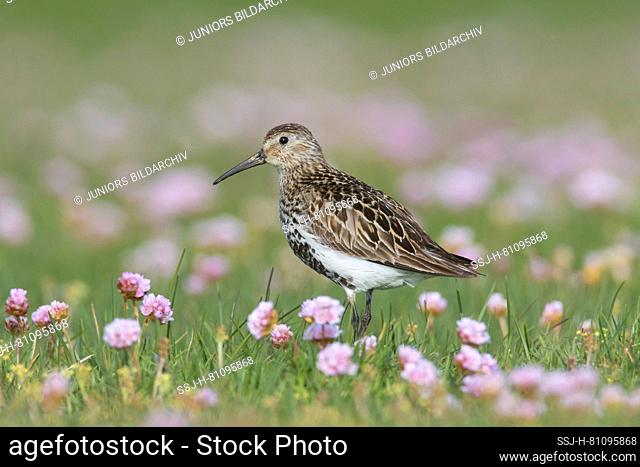 Dunlin (Calidris alpina). Adult in breeding plumage standing in a meadow with flowering flowering Sea Thrift. Iceland