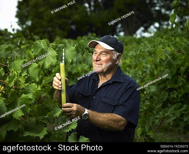 Winegrower testing sugar levels in grape juice amongst grapevines in vineyard