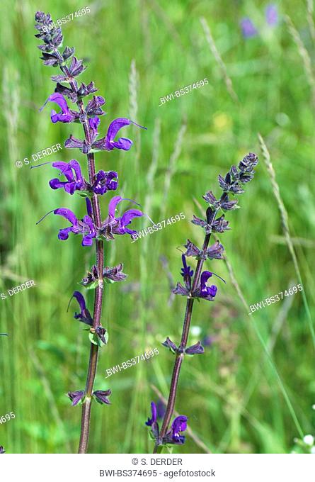 meadow clary, meadow sage (Salvia pratensis), blooming in a meadow, Germany, Bavaria, Oberbayern, Upper Bavaria