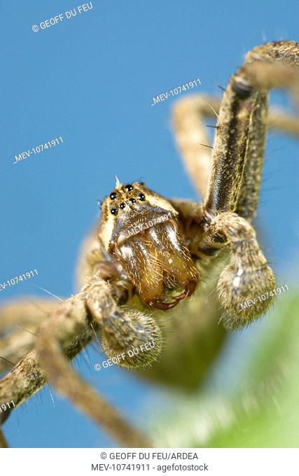 House Spider - Showing eyes palps and jaws (Tegenaria domestica)