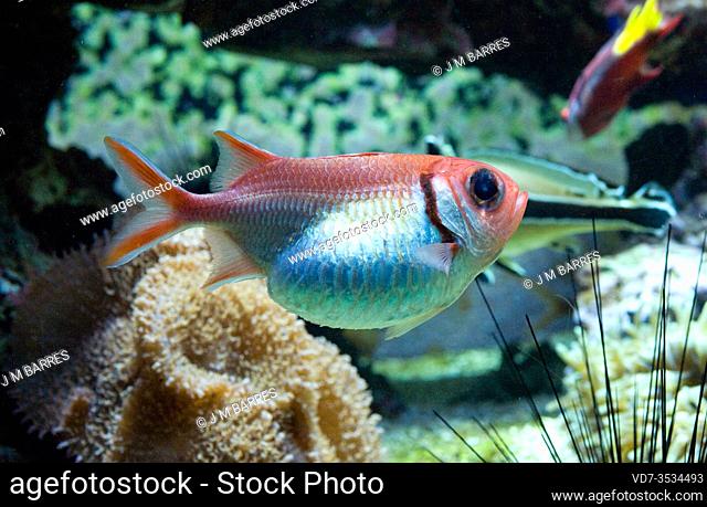 Blackbar soldierfish (Myripristis jacobus) is a marine fish native to western Atlantic Ocean