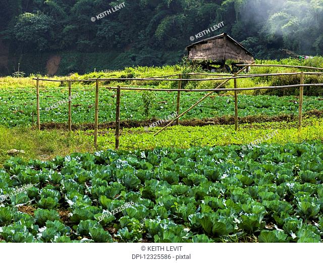 Produce growing in fields with lush, green foliage; Tambon Pa Tueng, Chang Wat Chiang Rai, Thailand
