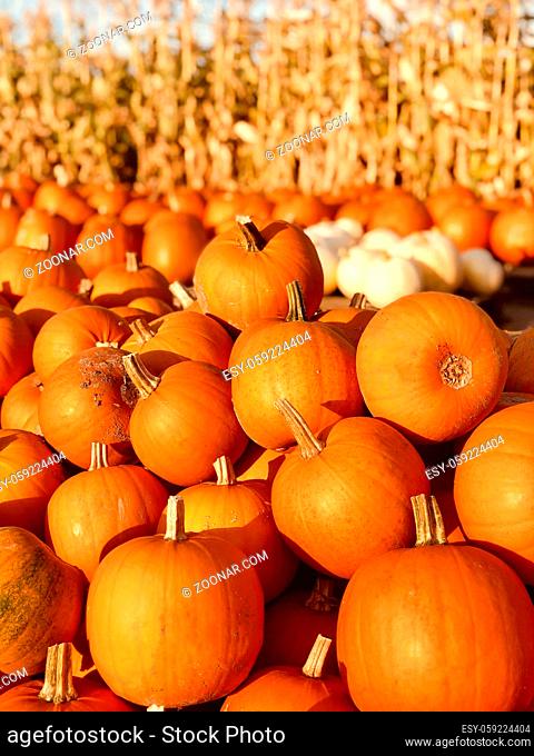 Huge pile of round, bright orange pumpkins for Halloween and Thanksgiving holidays
