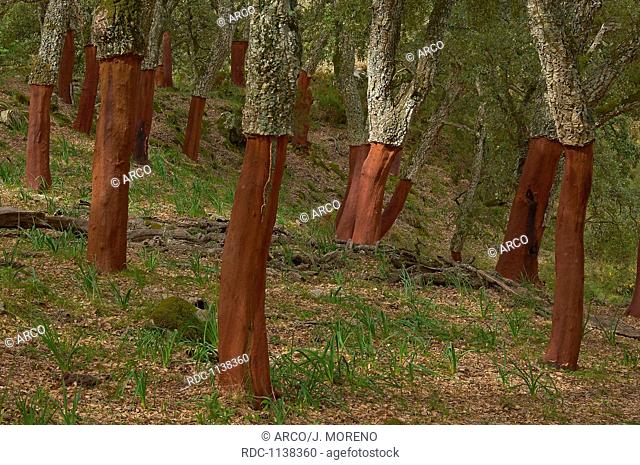 La Sauceda, Cork oak, Los Alcornocales Natural Park, Malaga province, Andalusia, Spain