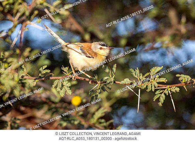 Adult male perched on a branch of acacia in Oued Jenna, Western Sahara